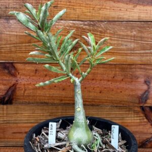 0812 26 Vaso 8 Litros Rosa do Deserto Rihanna