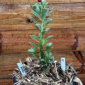 1901 08 Vaso 8 Litros Rosa do Deserto Surprise