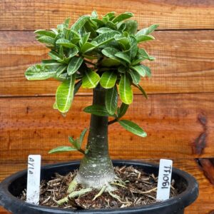 1901 11 Vaso 8 Litros Rosa do Deserto Ayla