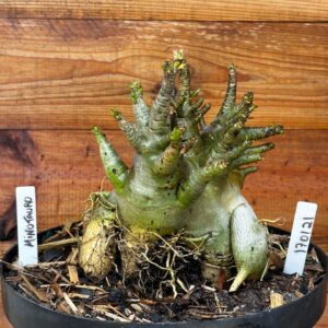 1701 21 Arabicum Minotauro  - Adulta