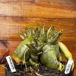 1701 23 Arabicum Galvatron - Adulta