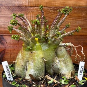 1701 25 Arabicum Minotauro - Adulta