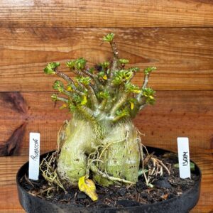 1301 14 Arabicum Rubicon - Adulta