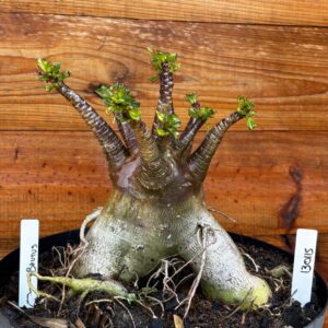 1301 15 Arabicum Brutos - Adulta