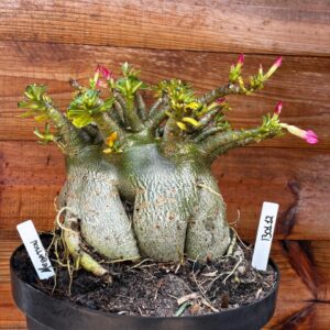 1301 12 Arabicum Megatron - Adulta