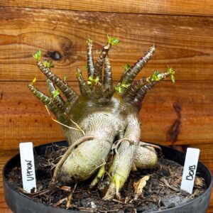 1301 13 Arabicum Ultron - Adulta