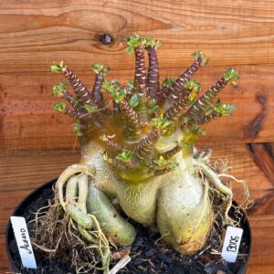 1301 25 Arabicum Asgard - Adulta