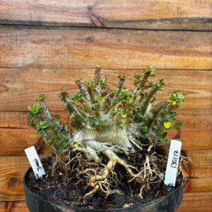 1301 17 Arabicum Javali - Adulta