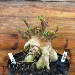 1301 18 Arabicum Nix - Adulta