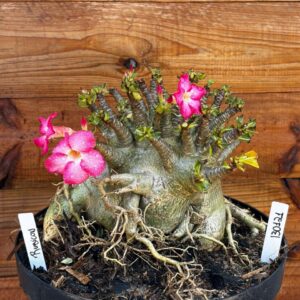 1301 21 Arabicum Rubicon - Adulta