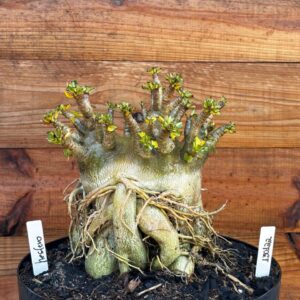 1301 22 Arabicum Hesfero - Adulta