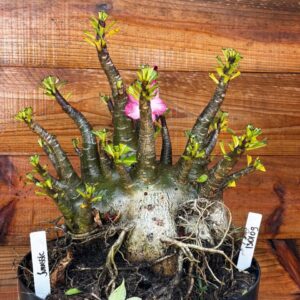 1301 09 Arabicum Jurassic - Adulta