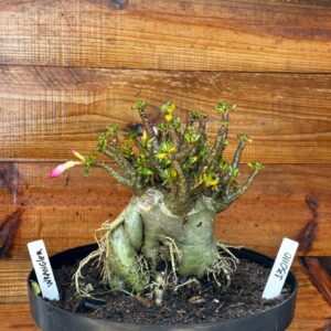 1301 10 Arabicum Wrangler - Adulta