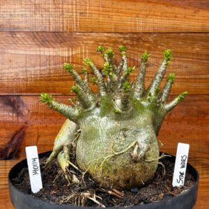 1401 14 Arabicum Star Wars - Adulta