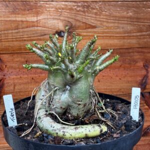 1401 05 Arabicum Turtle - Adulta