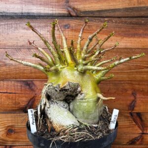 1401 12 Arabicum Megalodonte Avariada - Adulta