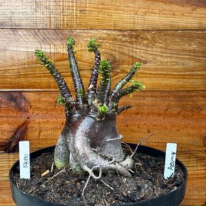 1401 10 Arabicum Aeung - Adulta