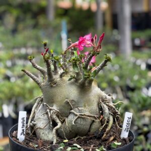 2201 01 Arabicum Jamdara - Adulta