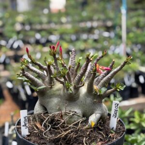 2201 02 Arabicum Atlas - Adulta