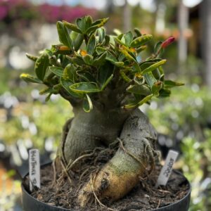 2201 05 Arabicum High Tower Tigrada - Adulta