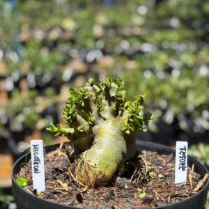 2201 21 Arabicum Megatron - Adulta