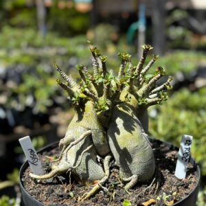 2201 27 Arabicum Tyson - Adulta