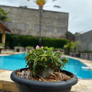 2401 01Arabicum RHINO - Adulta ( Jarro 50L )