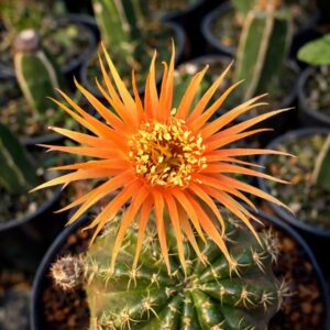 Lobivia Hibridas Shinshowa Peach (TAI 24)