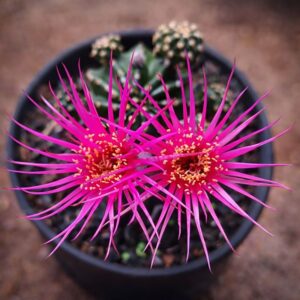 Lobivia Hibridas Shinshowa (F 98)