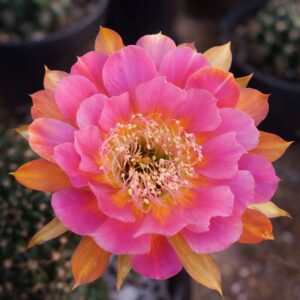 Lobivia Hibridas (WS 188)