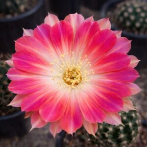 Lobivia Hibridas (ws 27)