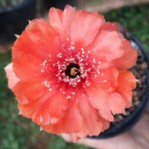 Lobivia Tangerine Dream (F19)