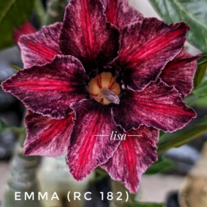 Pré Venda - Rosa do Deserto Emma RC182