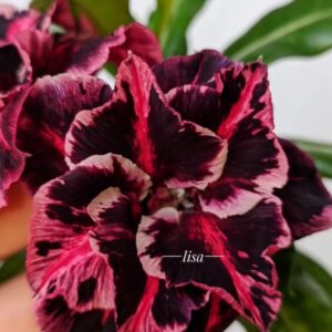 Pré Venda - Rosa do Deserto Akachi