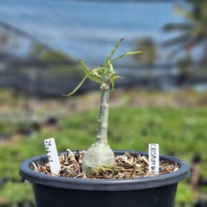 2901 01 Vaso 8 Litros Rosa do Deserto Crispum White  (viveiro) - Muda Podada