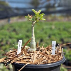 2901 02 Vaso 8 Litros Rosa do Deserto Sicilia (viveiro) - Muda Podada