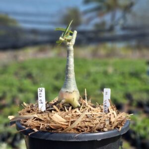 2901 04 Vaso 8 Litros Rosa do Deserto Menina Veneno (viveiro) - Muda Podada