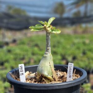 2901 11 Vaso 8 Litros Rosa do Desert Isabellita (viveiro) - Muda Podada