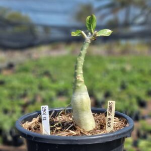 2901 32 Vaso 8 Litros Rosa do Deserto Surprise Black (viveiro) - Muda Podada