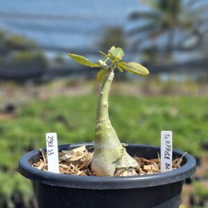 2901 33 Vaso 8 Litros Rosa do Deserto Surprise Black (viveiro) - Muda Podada