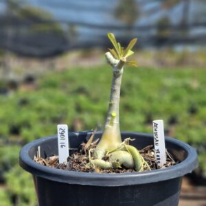 2901 16 Vaso 8 Litros Rosa do Deserto A Thousand Years (viveiro) - Muda Podada