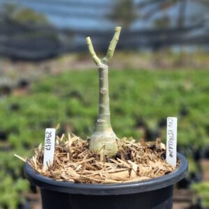 2901 17 Vaso 8 Litros Rosa do Deserto Céu Estrelado (viveiro) - Muda Podada