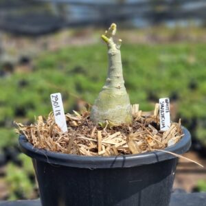 2901 18 Vaso 8 Litros Rosa do Deserto Swazicum White (viveiro) - Muda Podada