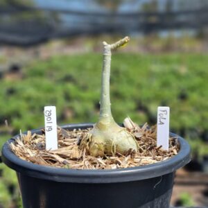 2901 19 Vaso 8 Litros Rosa do Deserto Pola (viveiro) - Muda Podada