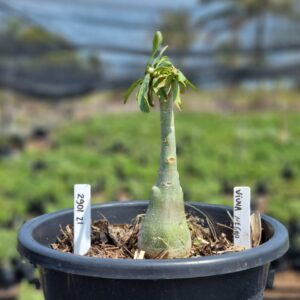 2901 21 Vaso 8 Litros Rosa do Deserto Viuva Negra (viveiro) - Muda Podada