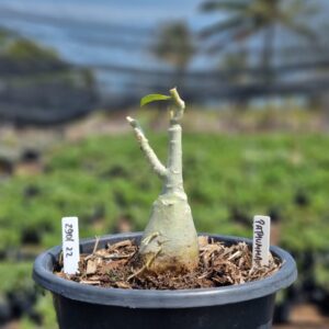 2901 22 Vaso 8 Litros Rosa do Deserto Pathumma (viveiro) - Muda Podada