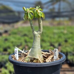 2901 23 Vaso 8 Litros Rosa do Deserto Juhlly (viveiro) - Muda Podada