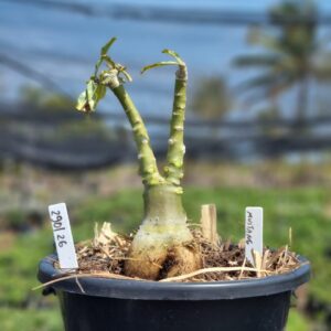 2901 26 Vaso 8 Litros Rosa do Deserto Mustang (viveiro) - Muda Podada