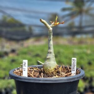 2901 27 Vaso 8 Litros Rosa do Deserto Rihanna (viveiro) - Muda Podada