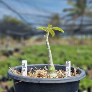 2901 28 Vaso 8 Litros Rosa do Deserto Miss Vietnam (viveiro) - Muda Podada